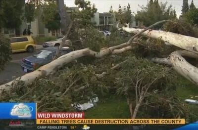 fallen trees from windstorm causing destruction and damage