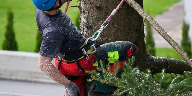 tree trimmer in gear cutting tree